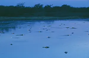 Caimans: Spectacled / common CAIMAN - swimming at dusk