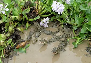 Crocodilus: Spectacled / common CAIMAN - young