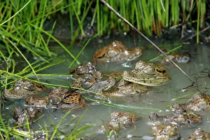 Crocodilus: Spectacled / common CAIMAN - young, heads showing in water