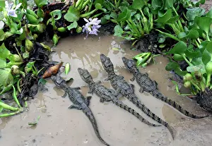 Crocodilus: Spectacled / common CAIMAN - young, in water