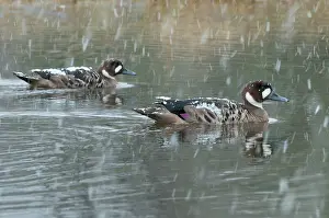 Patagonian: Spectacled Duck