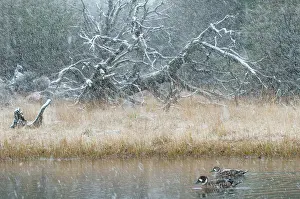 Snowstorm: Spectacled Duck