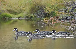 Dabbling: Spectacled Ducks
