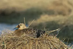 Fischeri: Spectacled Eider