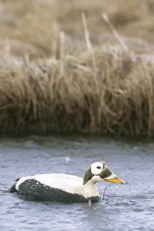 Fischeri: Spectacled Eider