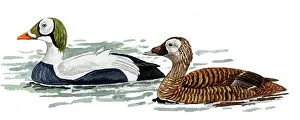 Fischeri: Spectacled Eider