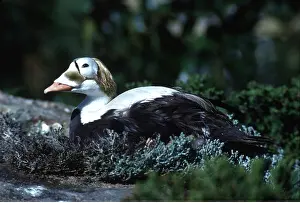 Eiders: SPECTACLED EIDER DUCK - male