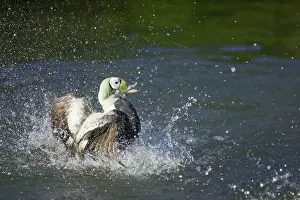 Fischeri: Spectacled Eider Duck - Male Washing