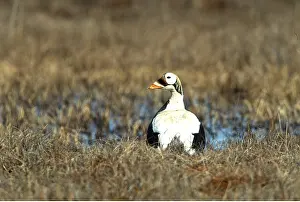 Eiders: SPECTACLED EIDER DUCK - sitting