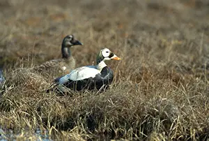 Eiders: SPECTACLED EIDER DUCKS - x two, male and female