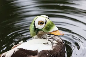 Fischeri: Spectacled Eider, portrait of drake in water, captive
