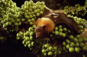 Conspicillatus: Spectacled Flying Fox