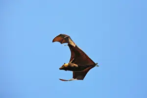 Pteropodidae: Spectacled Flying Fox