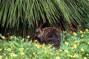 Conspicillatus: Spectacled Hare-wallaby
