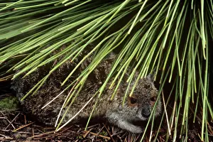 Conspicillatus: Spectacled Hare-wallaby - adult sheltering under long grass