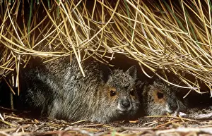Conspicillatus: Spectacled Hare-wallaby - two sheltering under vegetation