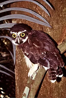 Spectacled: SPECTACLED OWL