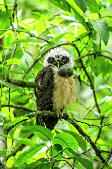 Cloud Forest: spectacled owl, Pulsatrix perspicillata