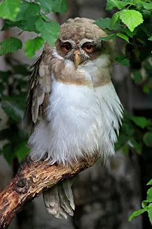 Perspicillata: Spectacled Owl (Pulsatrix perspicillata), adult