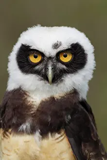 Perspicillata: Spectacled owl (Pulsatrix perspicillata) adult bird head por