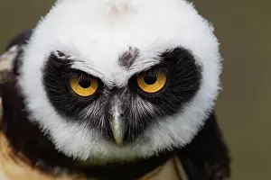 Perspicillata: Spectacled owl (Pulsatrix perspicillata) adult bird head por