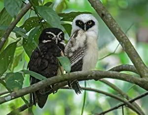 Perspicillata: Spectacled owl Pulsatrix perspicillata Adult and young