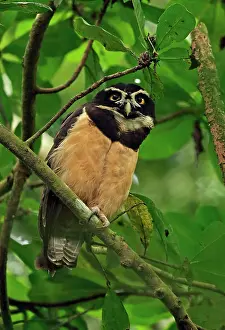 271221: Spectacled Owl (Pulsatrix perspicillata chapmani)