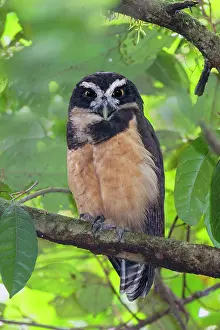 Perspicillata: spectacled owl Pulsatrix perspicillata A large tropica