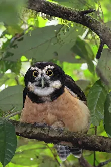 Perspicillata: spectacled owl Pulsatrix perspicillata A large tropica