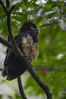 Perspicillata: Spectacled Owl - Spectacled Owl perched on a branch