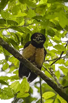 Perspicillata: Spectacled Owl - Spectacled Owl perched on a branch