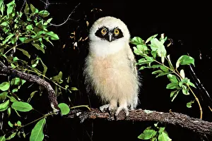 Perspicillata: Spectacled Owl young