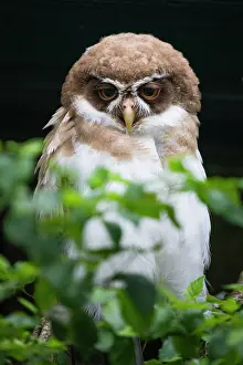 Perspicillata: Spectacled Owl, young bird; captive, native to southern