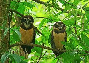Perspicillata: Two Spectacled Owls (Pulsatrix perspicillata) sitting
