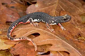 Perspicillata: Spectacled Salamander - the only endemic genus