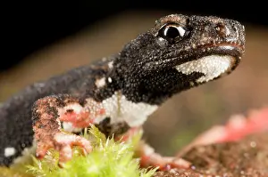 Perspicillata: Spectacled Salamander - the only endemic genus