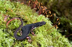 Perspicillata: Spectacled Salamander - the only endemic genus