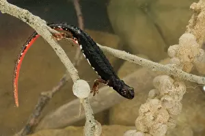 Perspicillata: Spectacled Salamander - in water with eggs