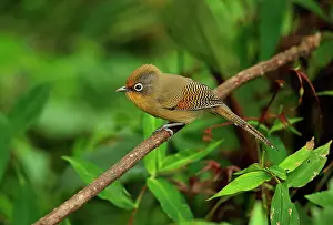 Chiang: Spectacled Sibia (Actinodura ramsayi ramsayi), adult