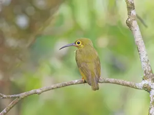 Hunter: Spectacled Spiderhunter Arachnothera flavigaster