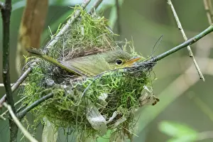 Incubate: Spectacled tetraka (Xanthomixis zosterops) breeds