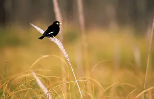 Tyrant: SPECTACLED TYRANT - ON FERN