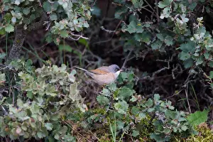 Conspicillata: Spectacled Warbler