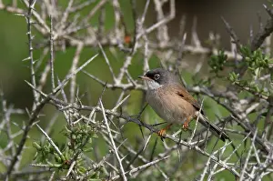 Giacomo Radi: Spectacled Warbler