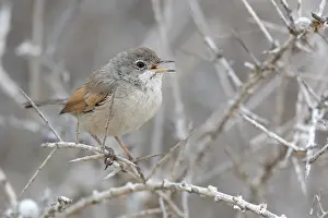 Branche: Spectacled Warbler