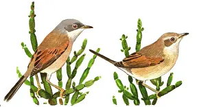 Spectacled: Spectacled Warbler