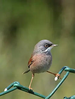 Conspicillata: Spectacled Warbler - Adult female perched on fence, March