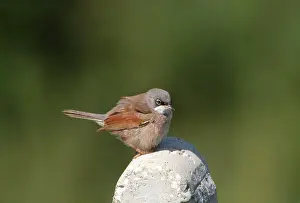 Cyrpus: Spectacled Warbler - Adult male on post, March