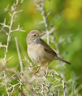 Conspicillata: Spectacled Warbler - female - March