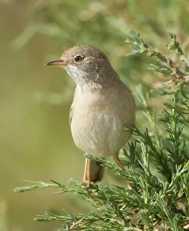 Conspicillata: Spectacled Warbler - female - March